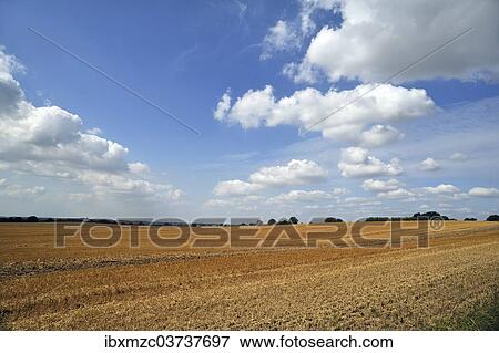 "Large harvested wheat field with a cloudy sky, Othenstorf, Mecklenburg-Western Pomerania, Germany, Europe" View Large Photo Image Stock Photo - "Large harvested wheat field with a cloudy sky, Othenstorf, Mecklenburg-Western Pomerania, Germany, Europe". Fotosearch