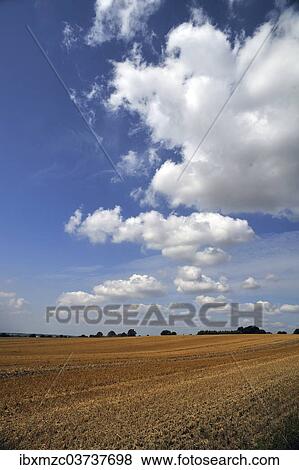 "Large harvested wheat field with a cloudy sky, Othenstorf, Mecklenburg-Western Pomerania, Germany, Europe" View Large Photo Image Stock Photo - "Large harvested wheat field with a cloudy sky, Othenstorf, Mecklenburg-Western Pomerania, Germany, Europe". Fotosearch