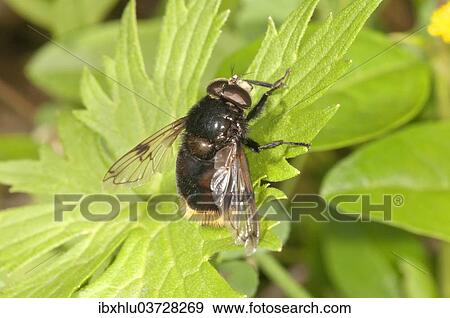 "Large Hoverfly (Volucella bombylans), Baden-Wurttemberg, Germany, Europe" View Large Photo Image Stock Photo - "Large Hoverfly (Volucella bombylans), Baden-Wurttemberg, Germany, Europe". Fotosearch
