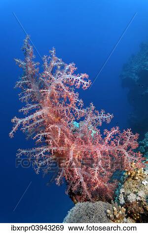"Large Klunzinger's Soft Coral (Dendronephthya klunzingeri) in front of the steep wall of a coral reef, at dive site Shaab Sharm, eastern plateau, Red Sea, Egypt, Africa" View Large Photo Image Stock Photo - "Large Klunzinger's Soft Coral (Dendronephthya klunzingeri) in front of the steep wall of a coral reef, at dive site Shaab Sharm, eastern plateau, Red Sea, Egypt, Africa". Fotosearch