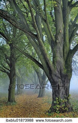 Large-leaved Linden (Tilia platyphyllos) in autumn View Large Photo Image Stock Photo - Large-leaved Linden (Tilia platyphyllos) in autumn. Fotosearch