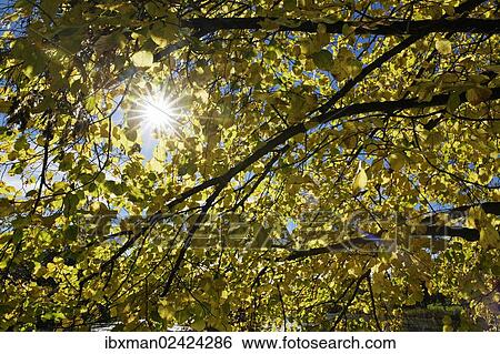 Stock Photograph - "Large-leaved Linden (Tilia platyphyllos) in autumn, Muensing, Upper Bavaria, Bavaria, Germany, Europe". Fotosearch