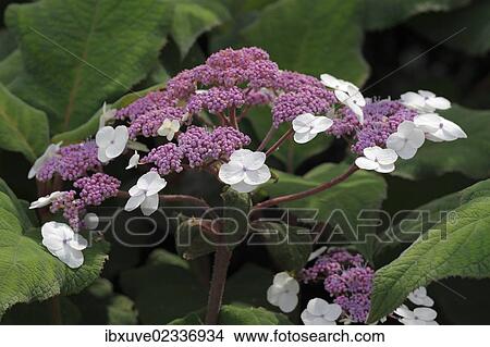 "Large-leaved scabrous Hydrangea (Hydrangea aspera """"Macrophylla"""")" View Large Photo Image Picture - "Large-leaved scabrous Hydrangea (Hydrangea aspera """"Macrophylla"""")". Fotosearch