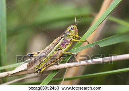 Stock Image - "Large Marsh Grasshopper (Stethophyma grossum), female, reddish color variant, Monchbruch Nature Reserve, Hesse, Germany, Europe". Fotosearch