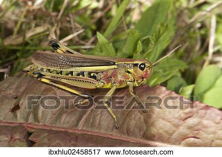 Stock Photo - "Large Marsh Grasshopper (Stethophyma grossum), female, Untergroeningen, Baden-Wuerttemberg, Germany, Europe". Fotosearch