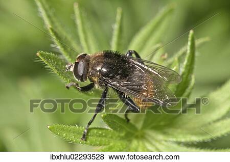 Stock Photo - "Large narcissus fly (Merodon equestris var bulborum), female basking, Untergroeningen, Baden-Wuerttemberg, Germany, Europe". Fotosearch