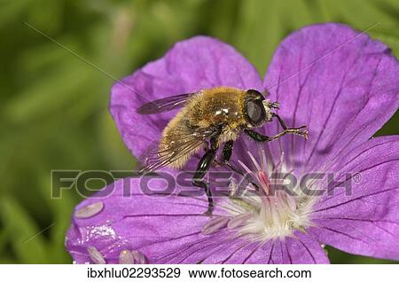 "Large narcissus fly (Merodon equestris), male eating pollen from bloody cranesbill (Geranium sanguineum), Untergroeningen, Baden-Wuerttemberg, Germany, Europe" View Large Photo Image Stock Photo - "Large narcissus fly (Merodon equestris), male eating pollen from bloody cranesbill (Geranium sanguineum), Untergroeningen, Baden-Wuerttemberg, Germany, Europe". Fotosearch