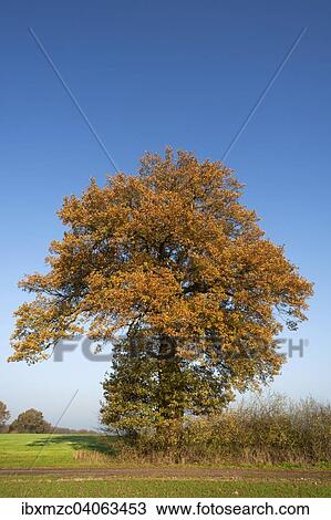 "Large Oak tree (Quercus) in autumn, against blue sky, Mecklenburg-Western Pomerania, Germany, Europe" View Large Photo Image Stock Image - "Large Oak tree (Quercus) in autumn, against blue sky, Mecklenburg-Western Pomerania, Germany, Europe". Fotosearch