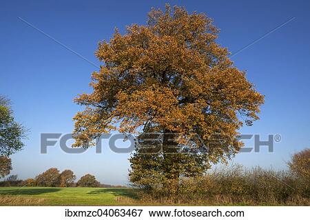 Stock Photo - "Large Oak tree (Quercus) in autumn, against blue sky, Mecklenburg-Western Pomerania, Germany, Europe". Fotosearch