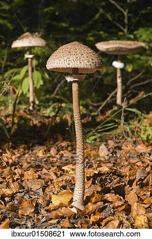 Large parasol mushroom (Macrolepiota procera) View Large Photo Image Stock Image - Large parasol mushroom (Macrolepiota procera). Fotosearch