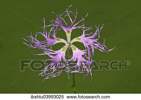 "Large Pink (Dianthus superbus) single flower, Baden-Wurttemberg, Germany, Europe" View Large Photo Image Stock Photography - "Large Pink (Dianthus superbus) single flower, Baden-Wurttemberg, Germany, Europe". Fotosearch