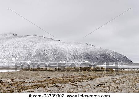 "Large pod of Walruses (Odobenus rosmarus), Phippsoya, Sjuoyane, Svalbard Archipelago, Svalbard and Jan Mayen, Norway, Europe" View Large Photo Image Stock Image - "Large pod of Walruses (Odobenus rosmarus), Phippsoya, Sjuoyane, Svalbard Archipelago, Svalbard and Jan Mayen, Norway, Europe". Fotosearch