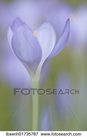 Large purple crocus (Crocus speciosus) View Large Photo Image Stock Photo - Large purple crocus (Crocus speciosus). Fotosearch