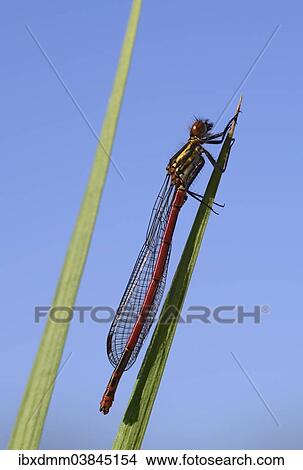 "Large Red Damselfly (Pyrrhosoma nymphula), male, Bavaria, Germany, Europe" View Large Photo Image Picture - "Large Red Damselfly (Pyrrhosoma nymphula), male, Bavaria, Germany, Europe". Fotosearch