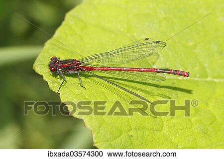 "Large Red Damselfly (Pyrrhosoma nymphula), male resting on a leaf, Wiederstein, Neunkirchen, North Rhine-Westphalia, Germany, Europe" View Large Photo Image Stock Image - "Large Red Damselfly (Pyrrhosoma nymphula), male resting on a leaf, Wiederstein, Neunkirchen, North Rhine-Westphalia, Germany, Europe". Fotosearch