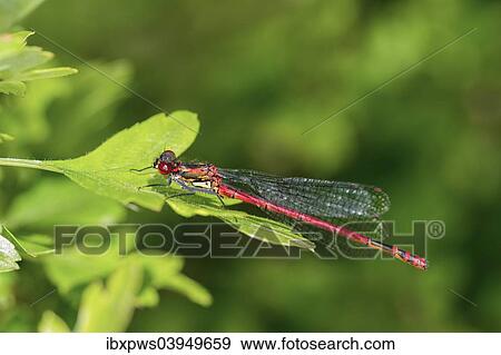"Large Red Damselfly (Pyrrhosoma nymphula), on a leaf, South Wales, United Kingdom, Europe" View Large Photo Image Stock Photo - "Large Red Damselfly (Pyrrhosoma nymphula), on a leaf, South Wales, United Kingdom, Europe". Fotosearch