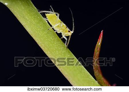"Large Rose Aphid (Macrosiphum rosae), pest, on a Rose (Rosa), macro shot, Baden-Wurttemberg, Germany, Europe" View Large Photo Image Stock Image - "Large Rose Aphid (Macrosiphum rosae), pest, on a Rose (Rosa), macro shot, Baden-Wurttemberg, Germany, Europe". Fotosearch