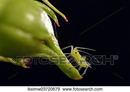 Stock Photo - "Large Rose Aphid (Macrosiphum rosae), pest, on a Rose (Rosa), macro shot, Baden-Wurttemberg, Germany, Europe". Fotosearch