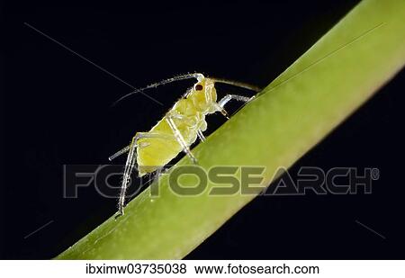 "Large Rose Aphid (Macrosiphum rosae), pest, Baden-Wurttemberg, Germany, Europe" View Large Photo Image Stock Photo - "Large Rose Aphid (Macrosiphum rosae), pest, Baden-Wurttemberg, Germany, Europe". Fotosearch