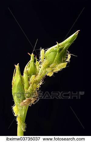 Stock Photo - "Large Rose Aphids (Macrosiphum rosae), colony of pests on the bud of a Rose (Rosa), Baden-Wurttemberg, Germany, Europe". Fotosearch