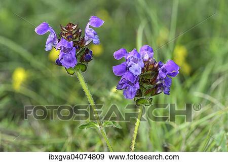 "Large Self-heal (Prunella grandiflora), Alsace, France, Europe" View Large Photo Image Stock Photo - "Large Self-heal (Prunella grandiflora), Alsace, France, Europe". Fotosearch