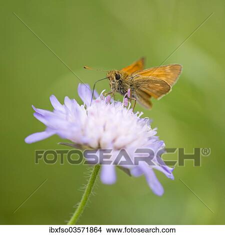 "Large Skipper Butterfly (Ochlodes sylvanus, Ochlodes venatus) sucking nectar from a flower of a Field Scabious (Knautia arvensis), Jena, Thuringia, Germany, Europe" View Large Photo Image Picture - "Large Skipper Butterfly (Ochlodes sylvanus, Ochlodes venatus) sucking nectar from a flower of a Field Scabious (Knautia arvensis), Jena, Thuringia, Germany, Europe". Fotosearch