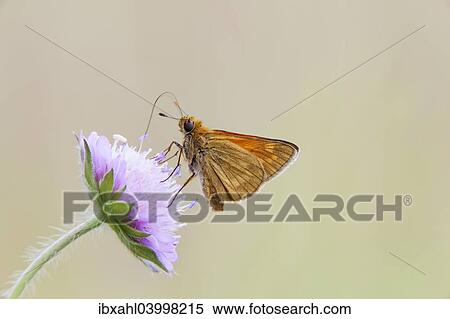 "Large Skipper Butterfly (Ochlodes venatus), Bavaria, Germany, Europe" View Large Photo Image Stock Photography - "Large Skipper Butterfly (Ochlodes venatus), Bavaria, Germany, Europe". Fotosearch