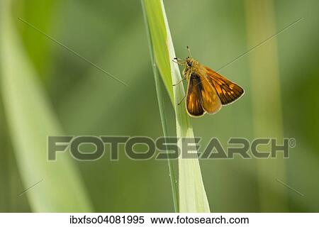"Large skipper (Ochlodes sylvanus, Ochlodes venatus), Thuringia, Germany, Europe" View Large Photo Image Stock Photography - "Large skipper (Ochlodes sylvanus, Ochlodes venatus), Thuringia, Germany, Europe". Fotosearch