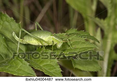 Stock Photo - "Large Speckled Bush-Cricket (Isophya pyrenea), female, Baden-Wurttemberg, Germany, Europe". Fotosearch