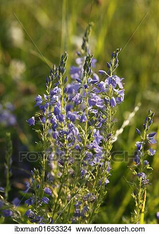 "Large Speedwell (Veronica teucrium), Bavaria, Germany, Europe" View Large Photo Image Picture - "Large Speedwell (Veronica teucrium), Bavaria, Germany, Europe". Fotosearch