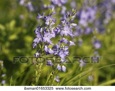 "Large Speedwell (Veronica teucrium), Bavaria, Germany, Europe" View Large Photo Image Stock Photography - "Large Speedwell (Veronica teucrium), Bavaria, Germany, Europe". Fotosearch
