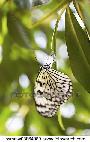 "Large Tree Nymph or Paper Kite (Idea leuconoe), captive, butterfly house, botanical garden, Munich, Upper Bavaria, Bavaria, Germany, Europe" View Large Photo Image Stock Photo - "Large Tree Nymph or Paper Kite (Idea leuconoe), captive, butterfly house, botanical garden, Munich, Upper Bavaria, Bavaria, Germany, Europe". Fotosearch