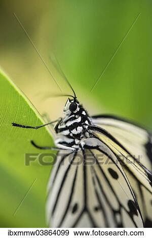 "Large Tree Nymph or Paper Kite (Idea leuconoe), captive, butterfly house, botanical garden, Munich, Upper Bavaria, Bavaria, Germany, Europe" View Large Photo Image Stock Photo - "Large Tree Nymph or Paper Kite (Idea leuconoe), captive, butterfly house, botanical garden, Munich, Upper Bavaria, Bavaria, Germany, Europe". Fotosearch