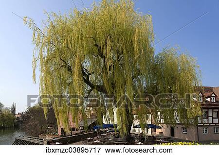 "Large Weeping Willow (Salix x sepulcralis), Lauf an der Pegnitz, Middle Franconia, Bavaria, Germany, Europe" View Large Photo Image Stock Photo - "Large Weeping Willow (Salix x sepulcralis), Lauf an der Pegnitz, Middle Franconia, Bavaria, Germany, Europe". Fotosearch