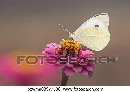 Large White butterfly (Pieris brassicae) on Common Zinnia (Zinnia elegans) View Large Photo Image Stock Photo - Large White butterfly (Pieris brassicae) on Common Zinnia (Zinnia elegans). Fotosearch