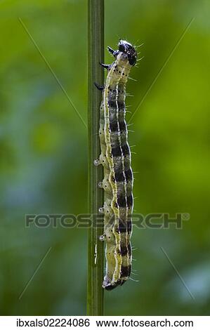 "Large White, Cabbage Butterfly or Cabbage White (Pieris brassicae), caterpillar" View Large Photo Image Stock Photograph - "Large White, Cabbage Butterfly or Cabbage White (Pieris brassicae), caterpillar". Fotosearch