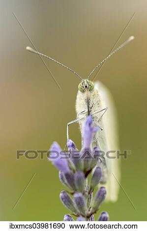 "Large White (Pieris brassicae), Hesse, Germany, Europe" View Large Photo Image Stock Image - "Large White (Pieris brassicae), Hesse, Germany, Europe". Fotosearch
