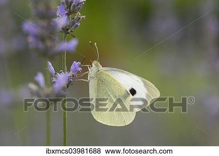 Stock Photo - "Large White (Pieris brassicae), Hesse, Germany, Europe". Fotosearch