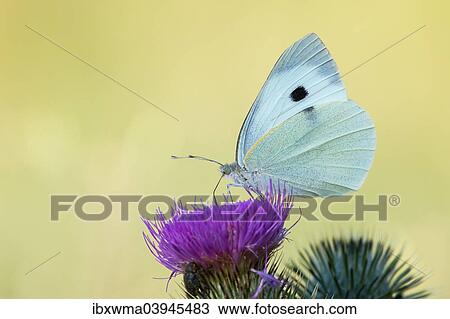 "Large White (Pieris brassicae) on a Milk Thistle (Silybum marianum), North Hesse, Hesse, Germany, Europe" View Large Photo Image Stock Image - "Large White (Pieris brassicae) on a Milk Thistle (Silybum marianum), North Hesse, Hesse, Germany, Europe". Fotosearch