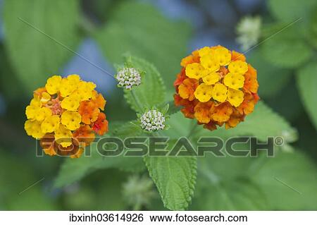 "Largeleaf Lantana (Lantana camara), Germany, Europe" View Large Photo Image Stock Photograph - "Largeleaf Lantana (Lantana camara), Germany, Europe". Fotosearch
