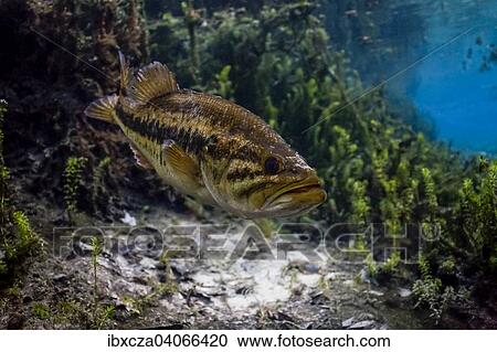 "Largemouth Bass (Micropterus salmoides) in Santa Fe River, Florida, United States, North America" View Large Photo Image Stock Image - "Largemouth Bass (Micropterus salmoides) in Santa Fe River, Florida, United States, North America". Fotosearch