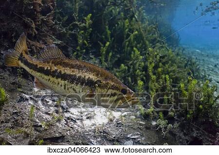 Stock Image - "Largemouth Bass (Micropterus salmoides) in Santa Fe River, Florida, United States, North America". Fotosearch
