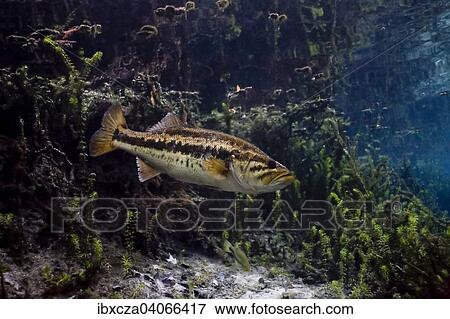 "Largemouth Bass (Micropterus salmoides) in Santa Fe River, Florida, United States, North America" View Large Photo Image Stock Photo - "Largemouth Bass (Micropterus salmoides) in Santa Fe River, Florida, United States, North America". Fotosearch