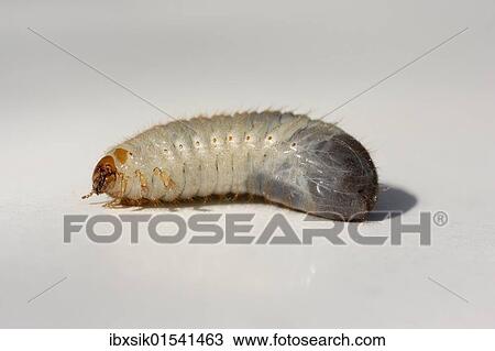 Larva of a Cockchafer (Melolontha) View Large Photo Image Stock Image - Larva of a Cockchafer (Melolontha). Fotosearch
