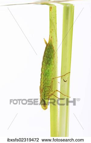 "Larva of a dragonfly, Emperor Dragonfly (Anax imperator)" View Large Photo Image Stock Image - "Larva of a dragonfly, Emperor Dragonfly (Anax imperator)". Fotosearch