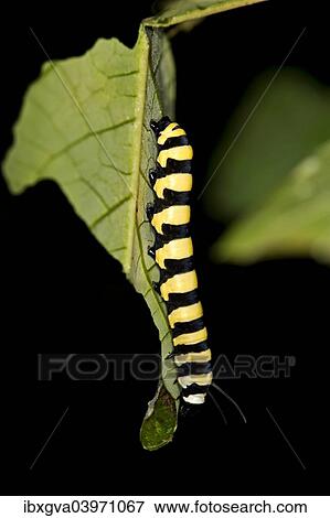 Stock Photo - "Larva of a glass wing butterfly (Methona spec., possibly Methona confusa), Tambopata Nature Reserve, Madre de Dios region, Peru, South America". Fotosearch