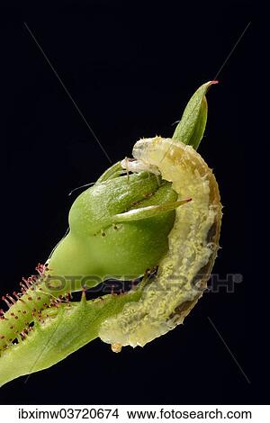 "Larva of a Hoverfly (Syrphidae) on a bud of a Rose (Rosa), beneficial insect, macro shot, Baden-Wurttemberg, Germany, Europe" View Large Photo Image Picture - "Larva of a Hoverfly (Syrphidae) on a bud of a Rose (Rosa), beneficial insect, macro shot, Baden-Wurttemberg, Germany, Europe". Fotosearch