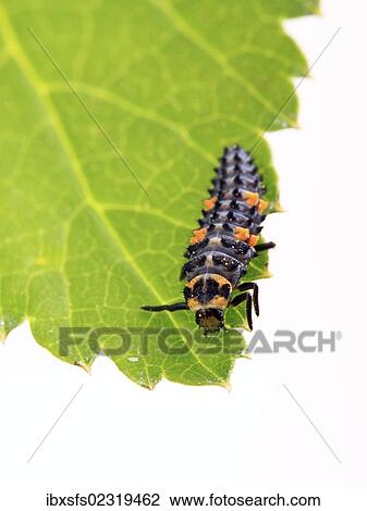 Larva of a Seven-Spot Ladybird (Coccinella septempunctata) View Large Photo Image Stock Image - Larva of a Seven-Spot Ladybird (Coccinella septempunctata). Fotosearch