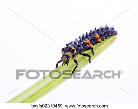 Larva of a Seven-Spot Ladybird (Coccinella septempunctata) View Large Photo Image Stock Photo - Larva of a Seven-Spot Ladybird (Coccinella septempunctata). Fotosearch