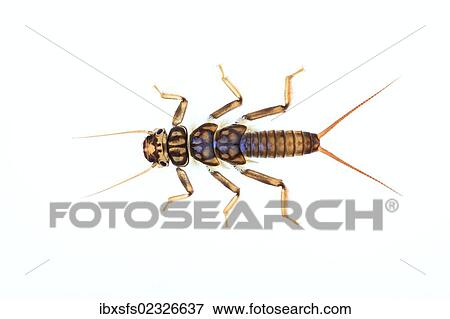 Stock Photo - "Larva of a Stonefly (Plecoptera), larva living under water". Fotosearch